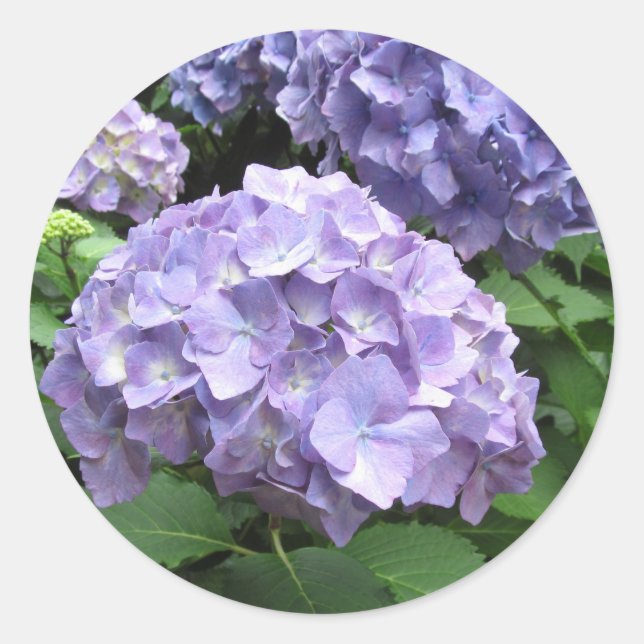 Hydrangeas at Trebah Gardens, Cornwall Classic Round Sticker (Front)