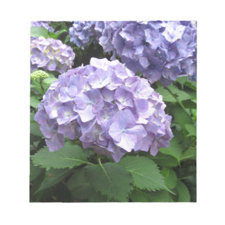 Hydrangeas at Trebah Gardens, Cornwall Notepad