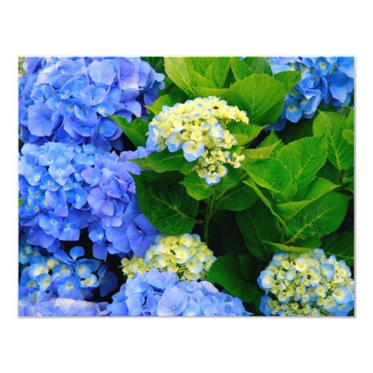 Hydrangeas Card