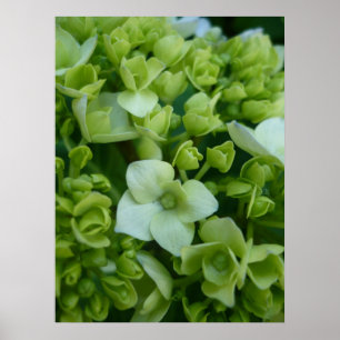 Hydrangeas in Green Poster