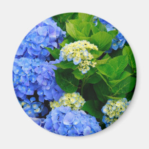 Hydrangeas Magnet