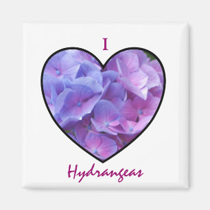 Hydrangeas Magnet
