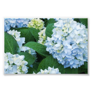 Hydrangeas Photo Print
