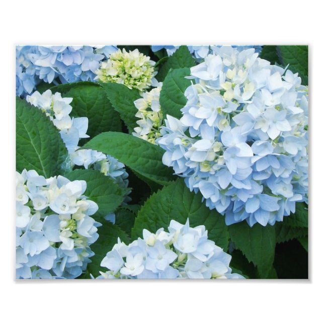 Hydrangeas Photo Print (Front)