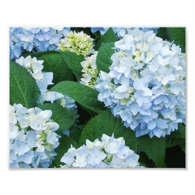Hydrangeas Photo Print (Front)