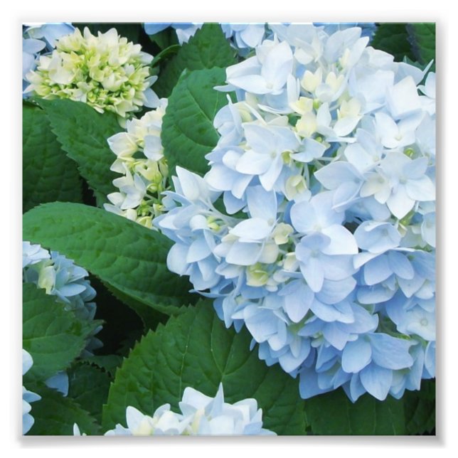 Hydrangeas Photo Print (Front)