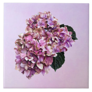 Hydrangeas - Pink and Purple Hydrangea Ceramic Tile