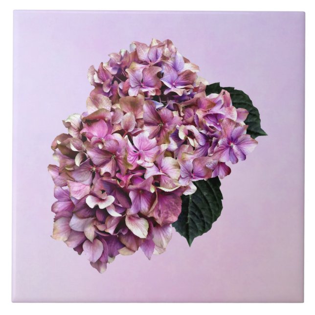 Hydrangeas - Pink and Purple Hydrangea Ceramic Tile (Front)