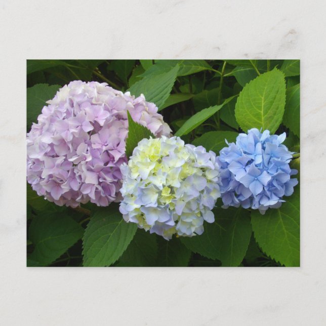 Hydrangeas Postcard (Front)