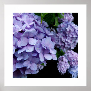 Hydrangeas Poster