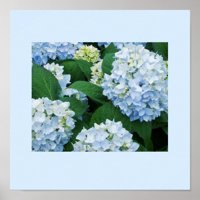 Hydrangeas Poster (Front)