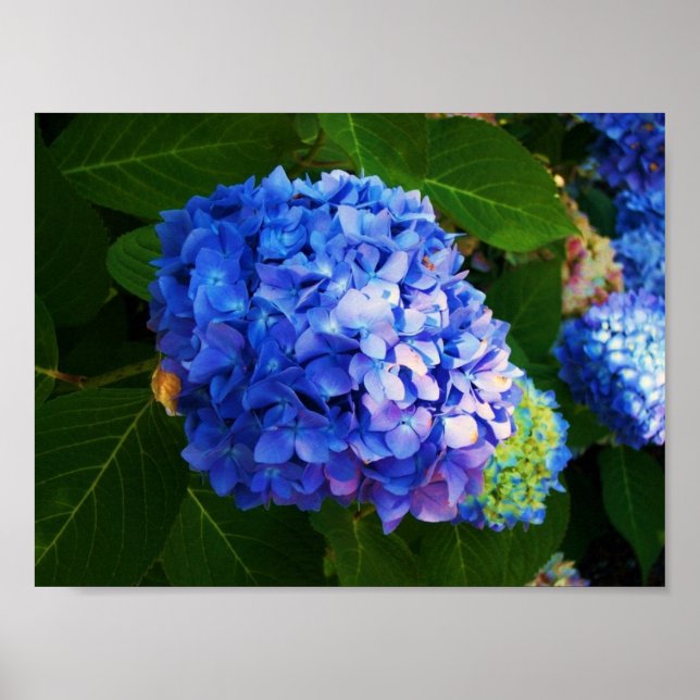 Hydrangeas Poster (Front)