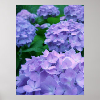 Hydrangeas {Purple} | Poster