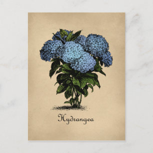 Hydrangeas Vintage Botanical Postcard