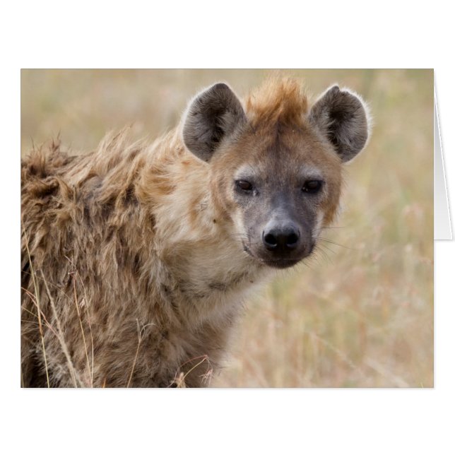 Hyena (Front Horizontal)