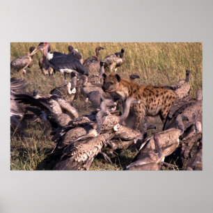 Hyena in the middle of vultures poster