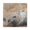 Hyena Picture Magnet
