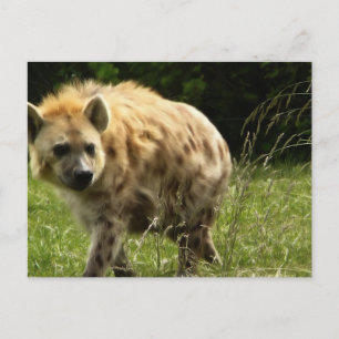 Hyena Postcard