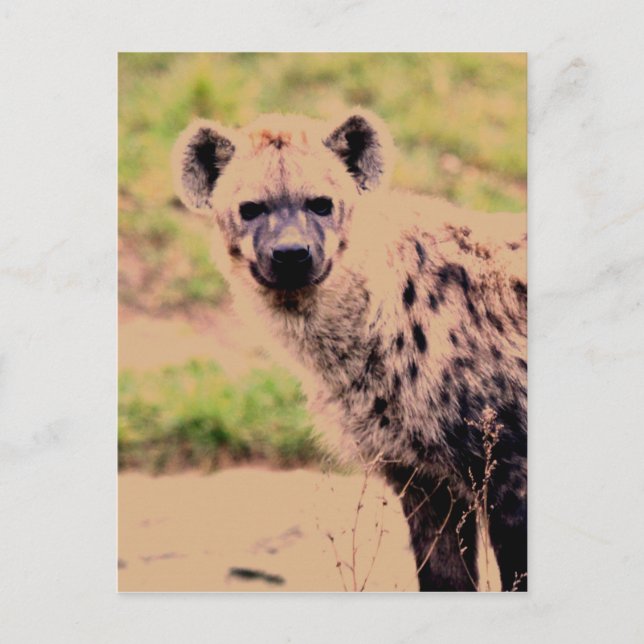 hyena postcard (Front)