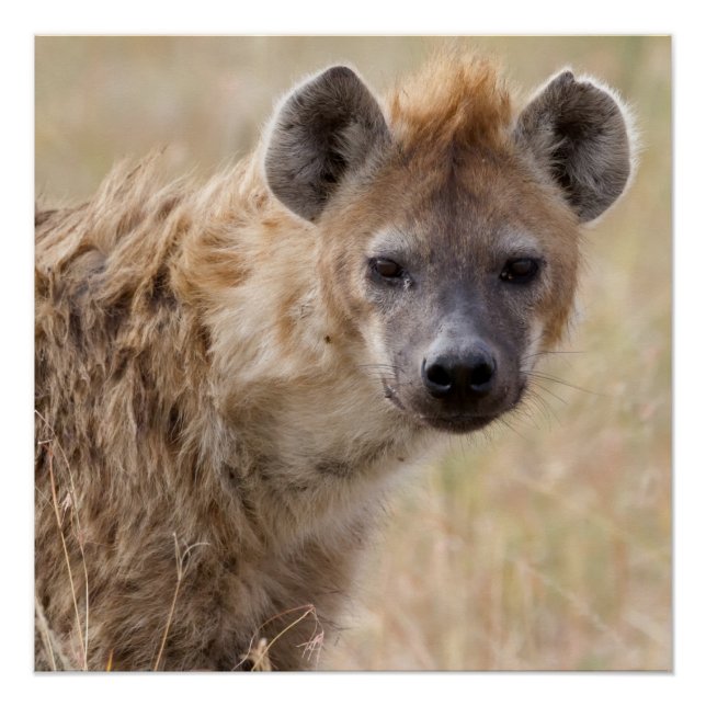 Hyena Poster (Front)