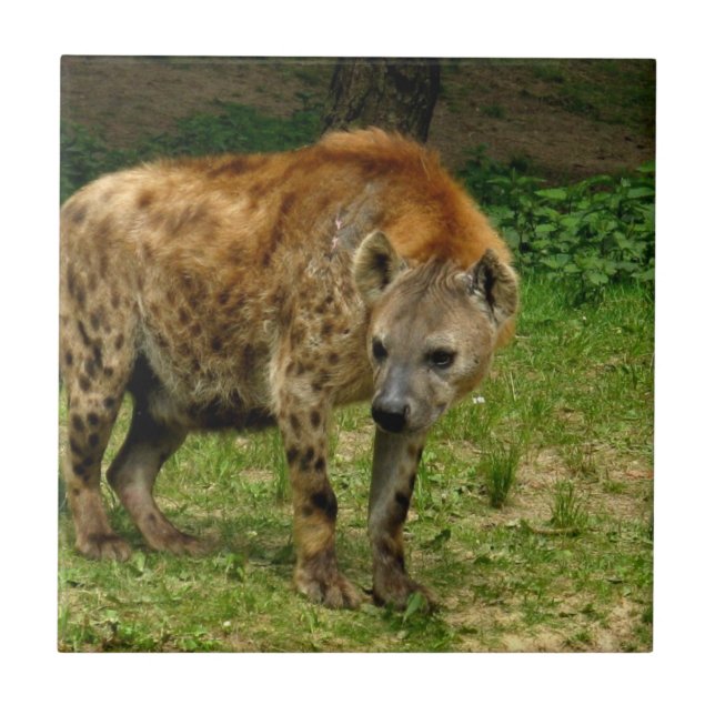 Hyena Prowl Tile (Front)