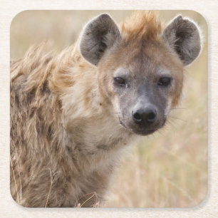 Hyena Square Paper Coaster