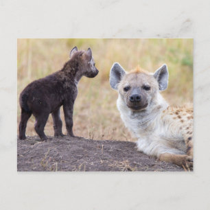Hyena with young one postcard