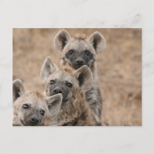 Hyenas Postcard (Front)