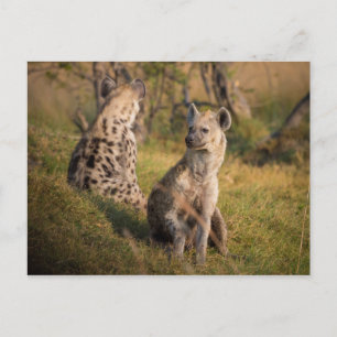Hyenas Postcard