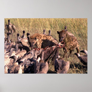 Hyena's prey with vultures poster