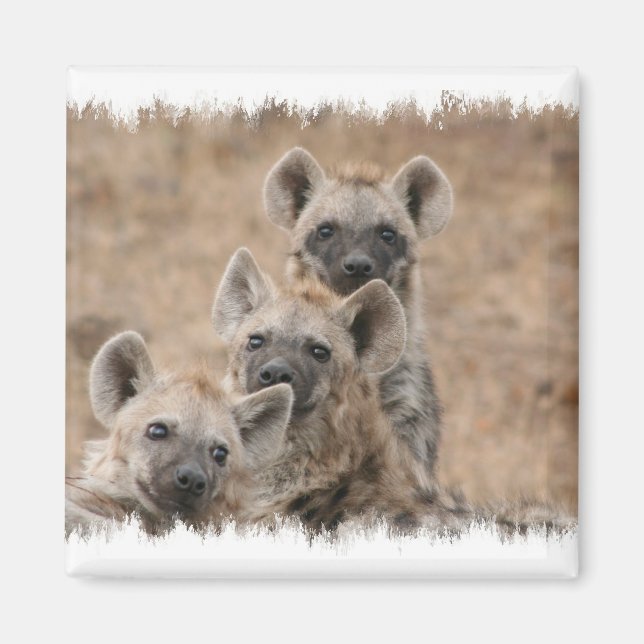 Hyenas Square Magnet (Front)