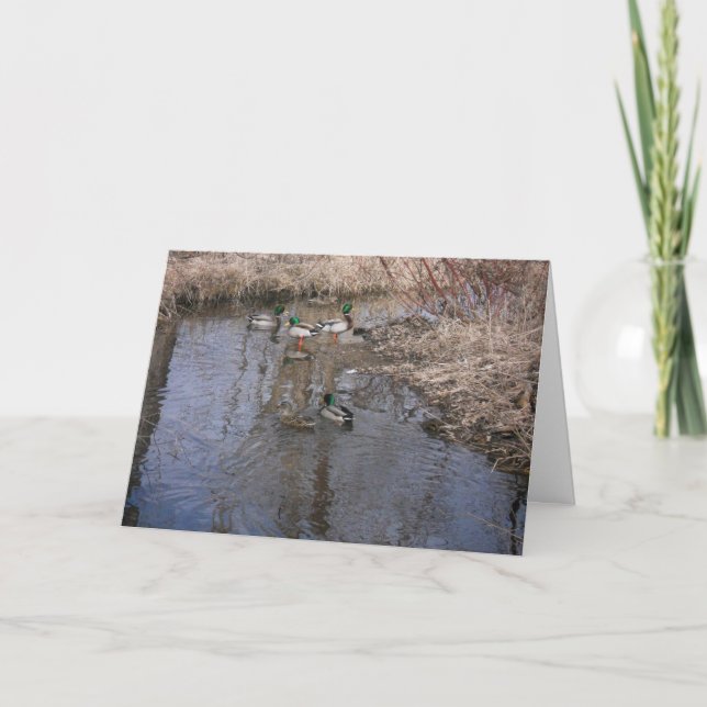 "Hyland Lake Ducks #2" Thank You Card (Front)