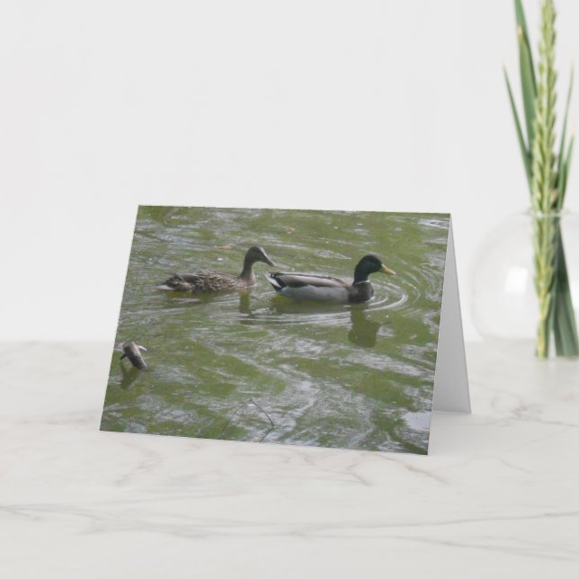 "Hyland May Day Mallards #3" Thank You Card (Front)
