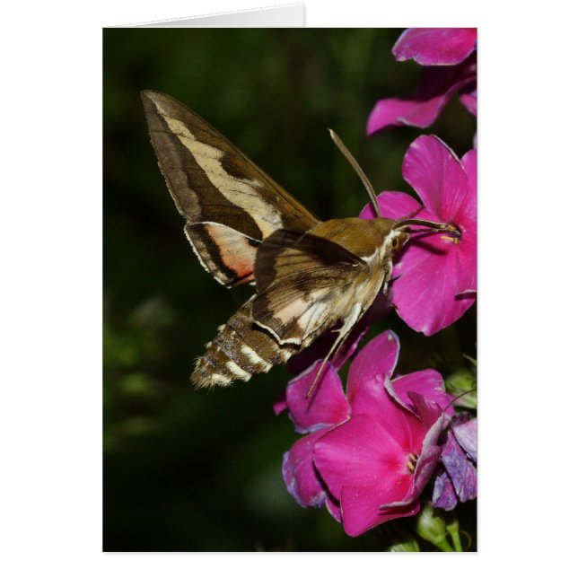 Hyles gallii (Front)