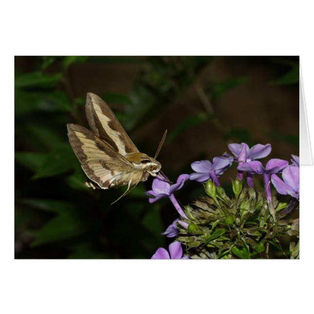 Hyles gallii (Front Horizontal)