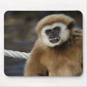 Hylobates lar mouse pad