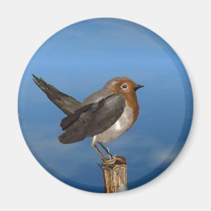 HYPER BIRDS / ROBIN RED BREAST MAGNET
