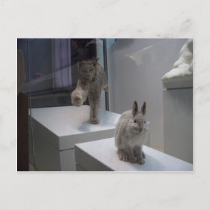 Hyper Lynx runs (a)cross-hare Postcard