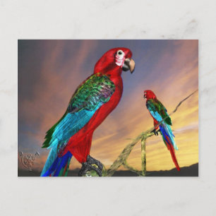 HYPER PARROTS / RED ARA POSTCARD