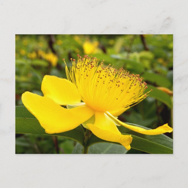 Hypericum Calcyinum Postcard (Front)