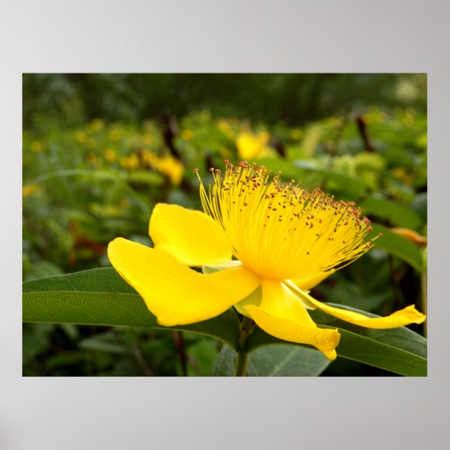 Hypericum Calcyinum Poster (Front)