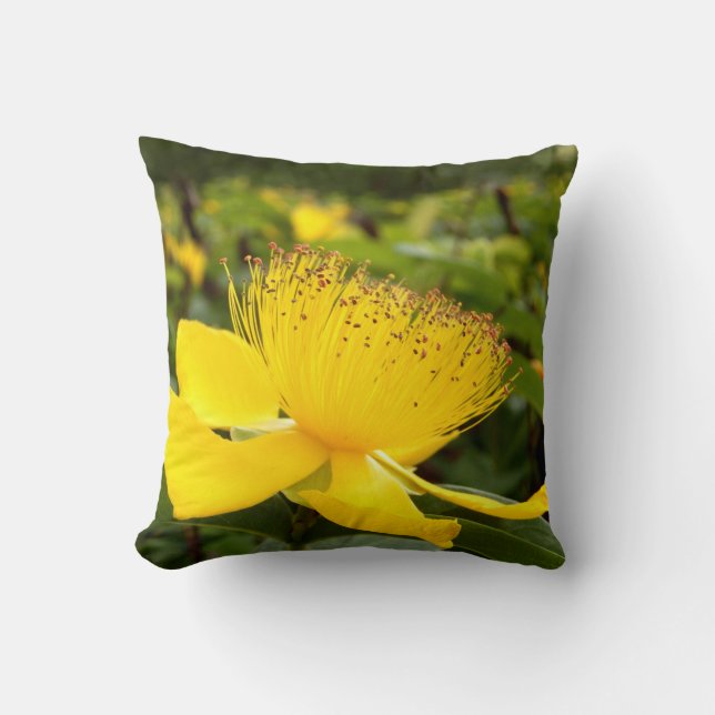 Hypericum Calcyinum Throw Cushion (Front)