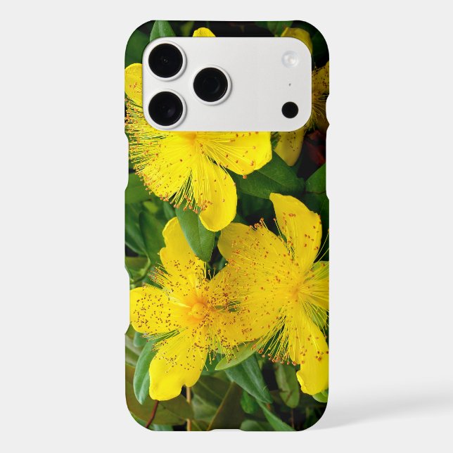 Hypericum calycinum (Back)