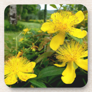 Hypericum calycinum coaster
