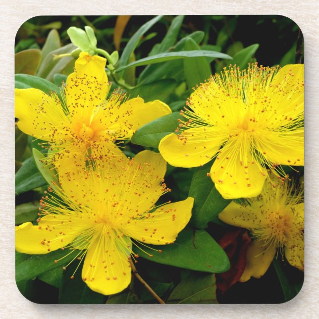 Hypericum calycinum coaster (Front)