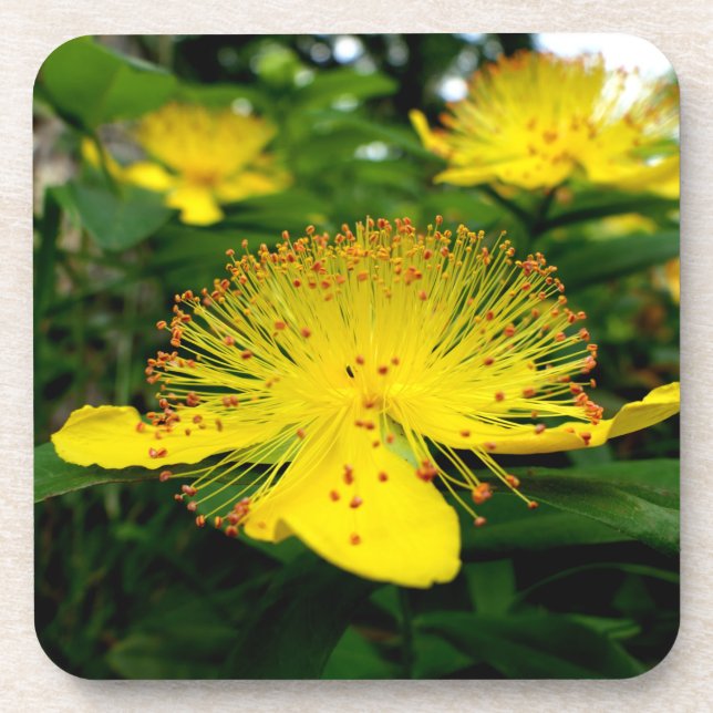 Hypericum calycinum coaster (Front)