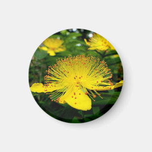 Hypericum calycinum magnet