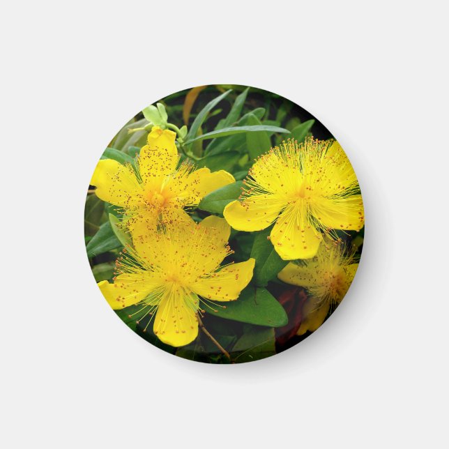 Hypericum calycinum magnet (Front)