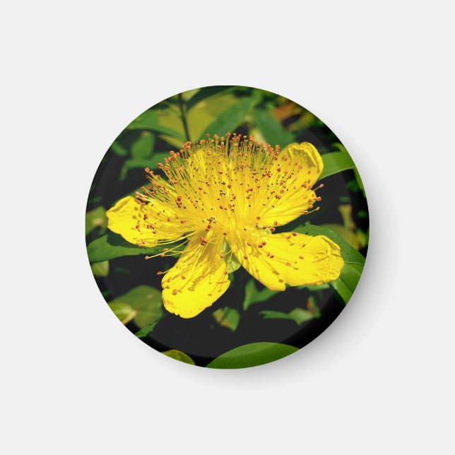 Hypericum calycinum magnet (Front)