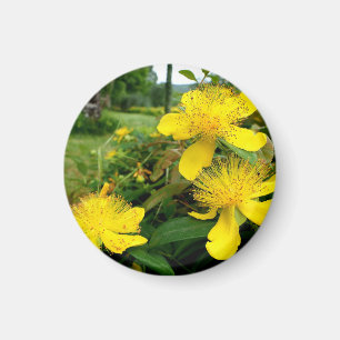 Hypericum calycinum magnet